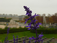 Les Tuileries
