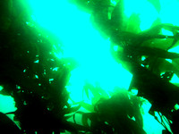 Channel Islands DIVE